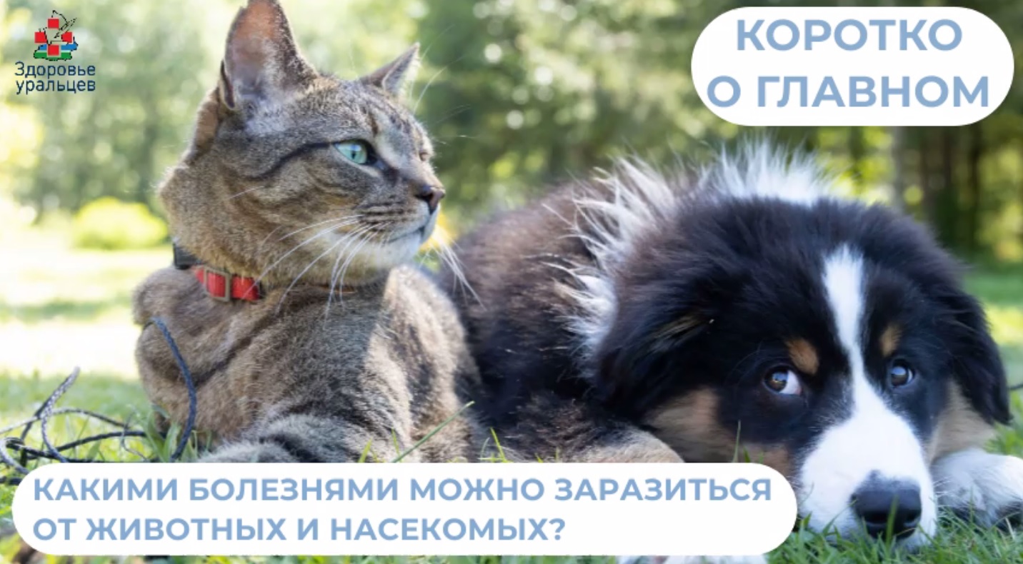 Какими инфекциями можно заразиться от животных и насекомых?