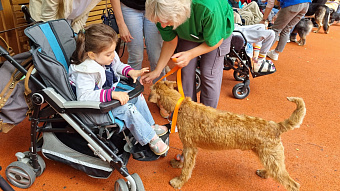 Собака как друг и доктор: мероприятие с участием четвероногих терапевтов организовали для пациентов Детского хосписа ОДКБ