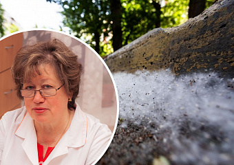 Тополиный пух — не аллерген, а «транспорт» для аллергенов