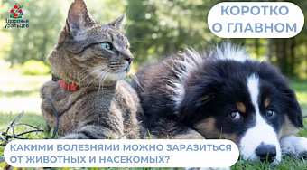 Какими инфекциями можно заразиться от животных и насекомых?