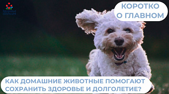 Как домашние питомцы помогают сохранить здоровье?