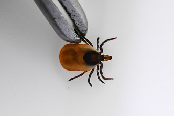 В Центре лечения клещевых инфекций подтвердили первый случай энцефалита и 27 случаев боррелиоза