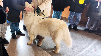 Мира, Чара, Тесла, Ягода и Клык: занятие с собаками-терапевтами впервые прошло в Свердловской областной клинической психиатрической больнице