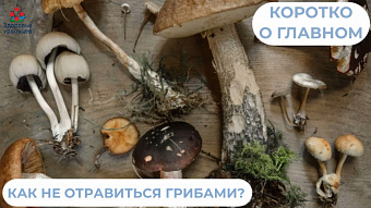 Как не отравиться грибами?