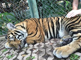Жительница Екатеринбурга после общения с тиграми в Индии привезла домой редкий случай многоочаговой микроспории