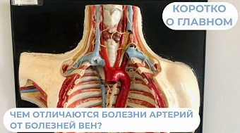 Чем отличаются болезни артерий от болезней вен? 